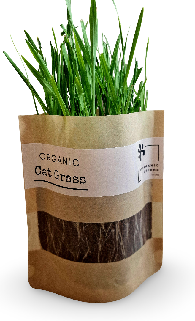 Organic cat grass